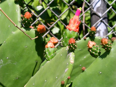 [At the top of the cactus leaves are globular growths which are green on the bottom and red-orange at the top. One red-orange section has a pink extenstion at the top.]